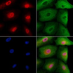 Invitrogen TCEAL5 Polyclonal Antibody 100 &mu;L; Unconjugated:Antibodies,