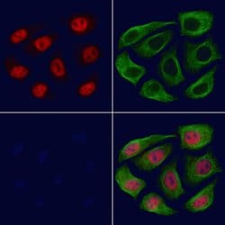 Invitrogen TCEAL5 Polyclonal Antibody 100 &mu;L; Unconjugated:Antibodies,