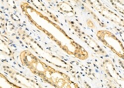 Invitrogen TCEAL5 Polyclonal Antibody 100 &mu;L; Unconjugated:Antibodies,