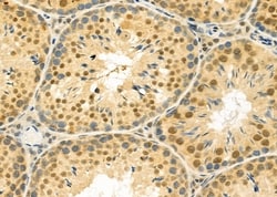 Invitrogen TCEAL5 Polyclonal Antibody 100 &mu;L; Unconjugated:Antibodies,