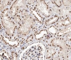 Invitrogen TCEAL8 Polyclonal Antibody 100 &mu;L; Unconjugated:Antibodies,