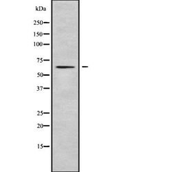 Invitrogen Ubiquilin 2 Polyclonal Antibody 100 &mu;L; Unconjugated:Antibodies,