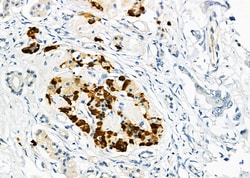 Invitrogen USP16 Polyclonal Antibody 100 &mu;L; Unconjugated:Antibodies,