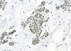 Invitrogen USP16 Polyclonal Antibody 100 &mu;L; Unconjugated:Antibodies,