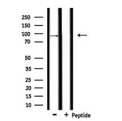 Invitrogen USP16 Polyclonal Antibody 100 &mu;L; Unconjugated:Antibodies,