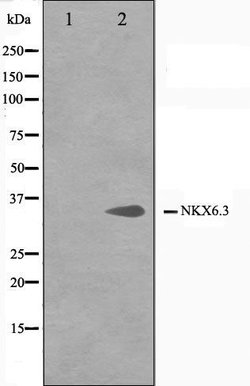 Invitrogen Nkx6.3 Polyclonal Antibody 100 &mu;L; Unconjugated:Antibodies,