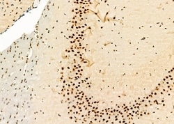 Invitrogen HEXIM1 Polyclonal Antibody 100 &mu;L; Unconjugated:Antibodies,