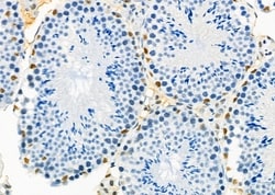 Invitrogen HEXIM1 Polyclonal Antibody 100 &mu;L; Unconjugated:Antibodies,