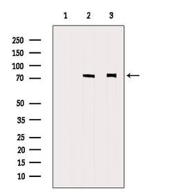 Invitrogen HEXIM1 Polyclonal Antibody 100 &mu;L; Unconjugated:Antibodies,