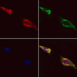 Invitrogen HDAC7 Polyclonal Antibody 100 &mu;L; Unconjugated:Antibodies,
