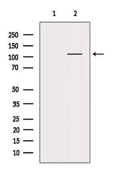 Invitrogen HDAC7 Polyclonal Antibody 100 &mu;L; Unconjugated:Antibodies,