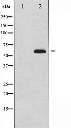 Invitrogen CDC25B Polyclonal Antibody 100 &mu;L; Unconjugated:Antibodies,
