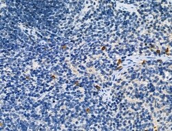 Invitrogen Phospho-CD227 (Mucin 1) (Tyr1229) Polyclonal Antibody 100 &mu;L | Buy Online | Invitrogen&trade; | Fisher Scientific
