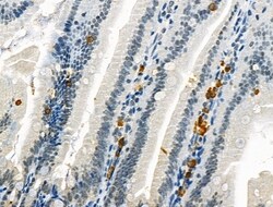 Invitrogen Phospho-CD227 (Mucin 1) (Tyr1229) Polyclonal Antibody 100 &mu;L | Buy Online | Invitrogen&trade; | Fisher Scientific