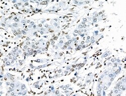 Invitrogen Phospho-CD227 (Mucin 1) (Tyr1229) Polyclonal Antibody 100 &mu;L | Buy Online | Invitrogen&trade; | Fisher Scientific