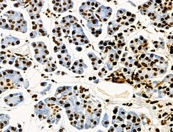 Invitrogen Phospho-CD227 (Mucin 1) (Tyr1229) Polyclonal Antibody 100 &mu;L | Buy Online | Invitrogen&trade; | Fisher Scientific