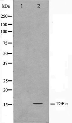 Invitrogen TGF alpha Polyclonal Antibody 100 &mu;L; Unconjugated:Antibodies,