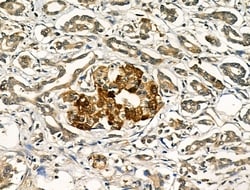 Invitrogen TGF alpha Polyclonal Antibody 100 &mu;L; Unconjugated:Antibodies,