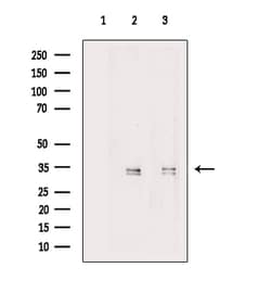 Invitrogen MBD3 Polyclonal Antibody 100 &mu;L; Unconjugated:Antibodies,