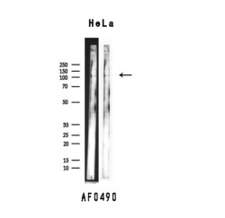 Invitrogen XRN2 Polyclonal Antibody 100 &mu;L; Unconjugated:Antibodies,