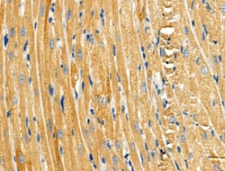 Invitrogen HGK Polyclonal Antibody 100 &mu;L; Unconjugated:Antibodies,