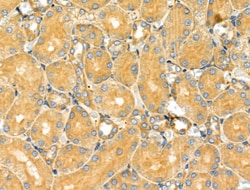 Invitrogen HGK Polyclonal Antibody 100 &mu;L; Unconjugated:Antibodies,
