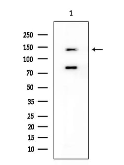 Invitrogen HGK Polyclonal Antibody 100 &mu;L; Unconjugated:Antibodies,