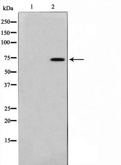 Invitrogen TAF6L Polyclonal Antibody 100 &mu;L; Unconjugated:Antibodies,