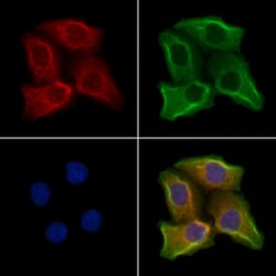 Invitrogen GFR alpha-4 Polyclonal Antibody 100 &mu;L | Buy Online | Invitrogen&trade; | Fisher Scientific