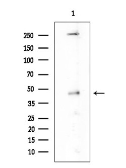 Invitrogen Phospho-GATA1 (Ser310) Polyclonal Antibody 100 &mu;L; Unconjugated:Antibodies,