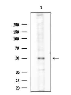 Invitrogen Phospho-GATA1 (Ser310) Polyclonal Antibody 100 &mu;L; Unconjugated:Antibodies,