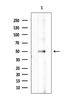 Invitrogen Phospho-GATA1 (Ser310) Polyclonal Antibody 100 &mu;L; Unconjugated:Antibodies,