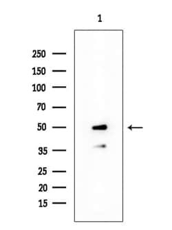 Invitrogen Phospho-GATA1 (Ser310) Polyclonal Antibody 100 &mu;L; Unconjugated:Antibodies,