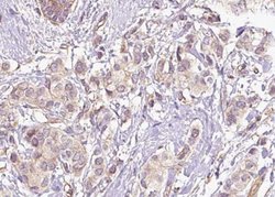 Invitrogen Phospho-CDC25C (Ser216) Polyclonal Antibody 100 &mu;L; Unconjugated:Antibodies,