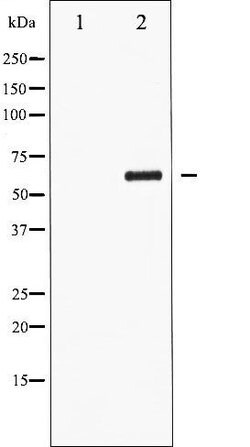 Invitrogen Phospho-CDC25C (Ser216) Polyclonal Antibody 100 &mu;L; Unconjugated:Antibodies,