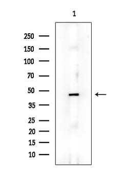 Invitrogen p47phox Polyclonal Antibody 100 &mu;L; Unconjugated:Antibodies,