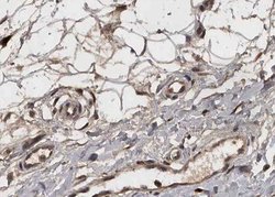 Invitrogen COL4A2 Polyclonal Antibody 100 &mu;L | Buy Online | Invitrogen&trade; | Fisher Scientific