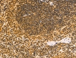 Invitrogen Cyclin A1 Polyclonal Antibody 100 &mu;L; Unconjugated:Antibodies,