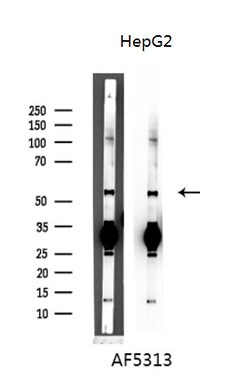 Invitrogen Cyclin A1 Polyclonal Antibody 100 &mu;L; Unconjugated:Antibodies,