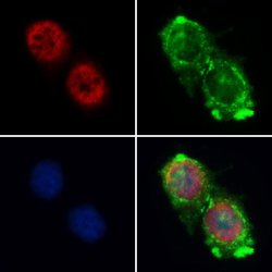 Invitrogen Cyclin A1 Polyclonal Antibody 100 &mu;L; Unconjugated:Antibodies,