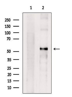 Invitrogen Cyclin A1 Polyclonal Antibody 100 &mu;L; Unconjugated:Antibodies,