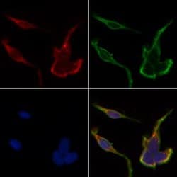 Invitrogen HSPH1 Polyclonal Antibody 100 &mu;L; Unconjugated:Antibodies,