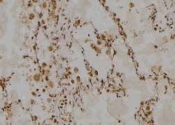 Invitrogen HSPH1 Polyclonal Antibody 100 &mu;L; Unconjugated:Antibodies,