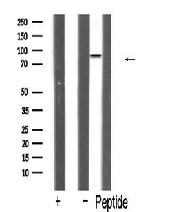 Invitrogen HSPH1 Polyclonal Antibody 100 &mu;L; Unconjugated:Antibodies,