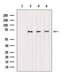 Invitrogen Phospho-SF1 (Ser80, Ser82) Polyclonal Antibody 100 &mu;L | Buy Online | Invitrogen&trade; | Fisher Scientific
