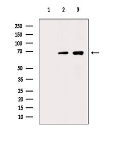 Invitrogen Phospho-SF1 (Ser80, Ser82) Polyclonal Antibody 100 &mu;L | Buy Online | Invitrogen&trade; | Fisher Scientific