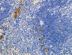 Invitrogen Phospho-MYL2 (Ser15) Polyclonal Antibody 100 &mu;L; Unconjugated:Antibodies,
