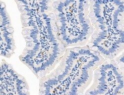 Invitrogen Phospho-MYL2 (Ser15) Polyclonal Antibody 100 &mu;L; Unconjugated:Antibodies,
