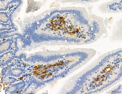 Invitrogen Phospho-MYL2 (Ser15) Polyclonal Antibody 100 &mu;L; Unconjugated:Antibodies,