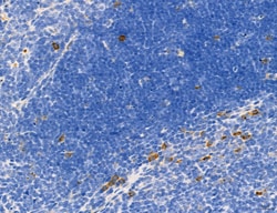 Invitrogen Phospho-MYL2 (Ser15) Polyclonal Antibody 100 &mu;L; Unconjugated:Antibodies,